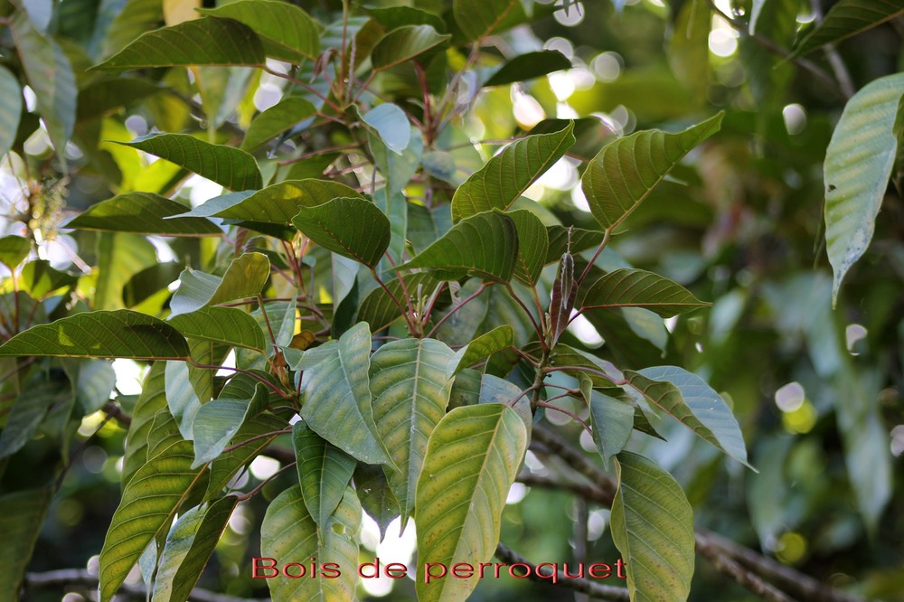 Bois de perroquet- Cordemoya integrifolia- Euphorbiacée -I
