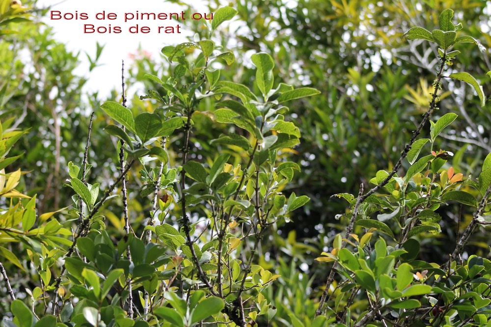 Bois de piment- Geniostoma borbonicum - Loganiacée - Masc