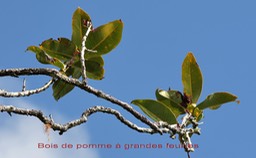 Bois de pomme à grandes feuilles- Syzygium cordemoyi