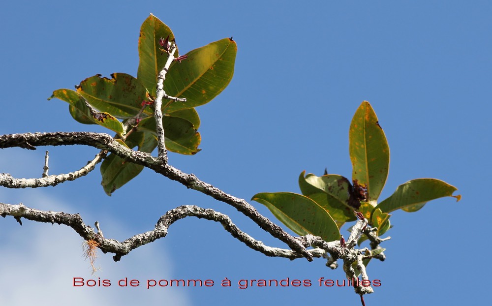 Bois de pomme à grandes feuilles- Syzygium cordemoyi
