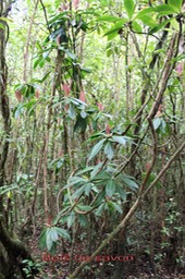 Bois de savon- Badula barthesia - Primulacée - B