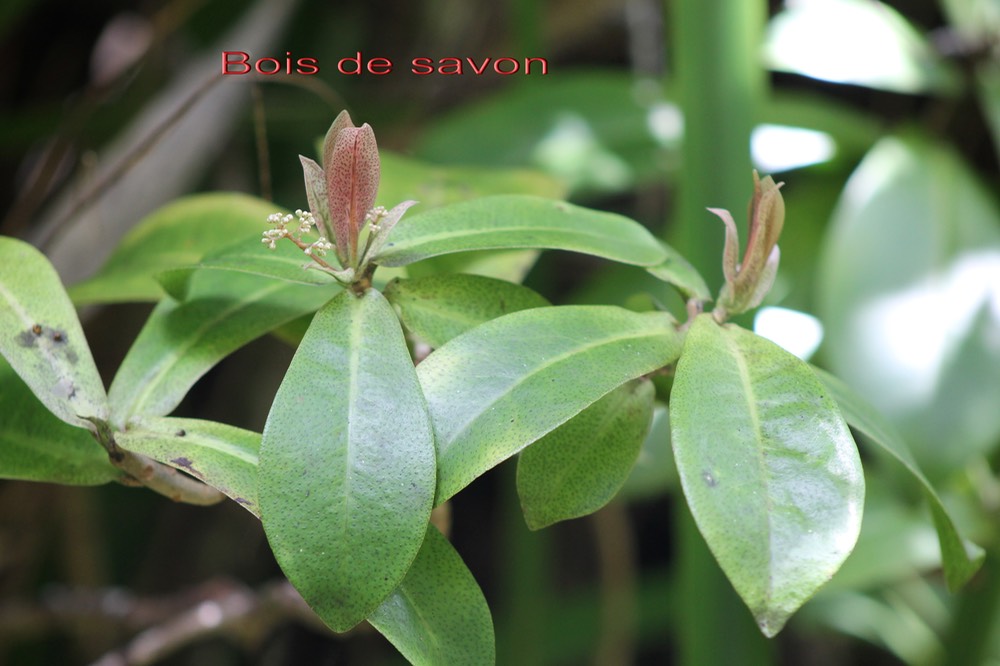 Bois de savon- Badula grammisticta - Primulacée- B