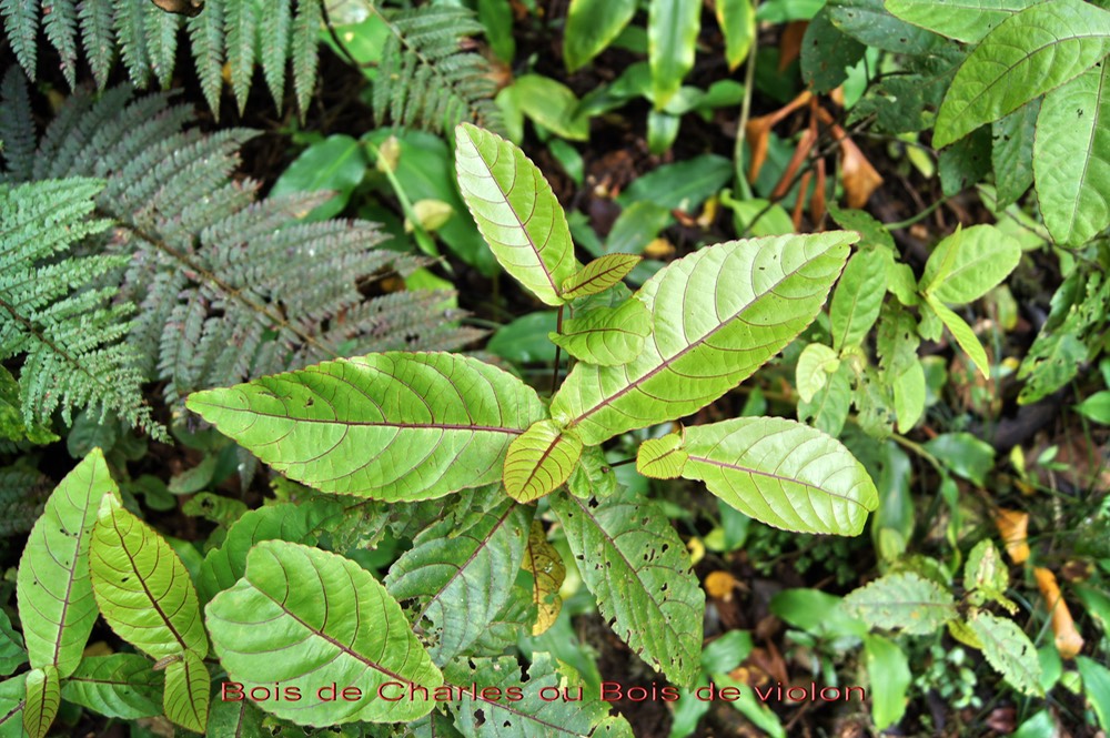 Bois de violon- Acalypha integrifolia- Euphorbiacée - BM