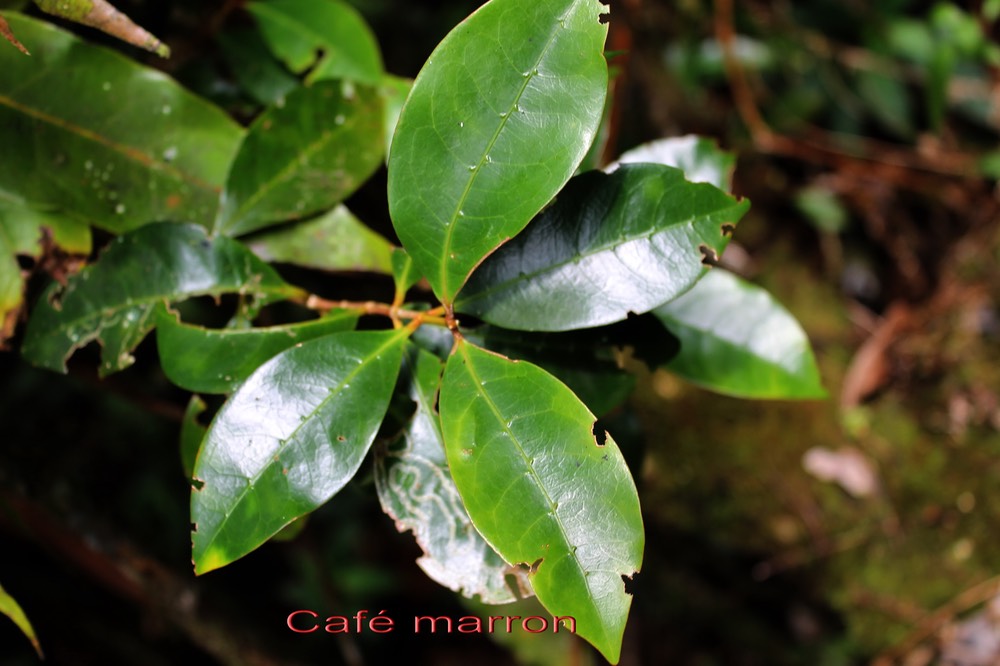 Café marron- Coffea mauritiana- Rubiacée - BM
