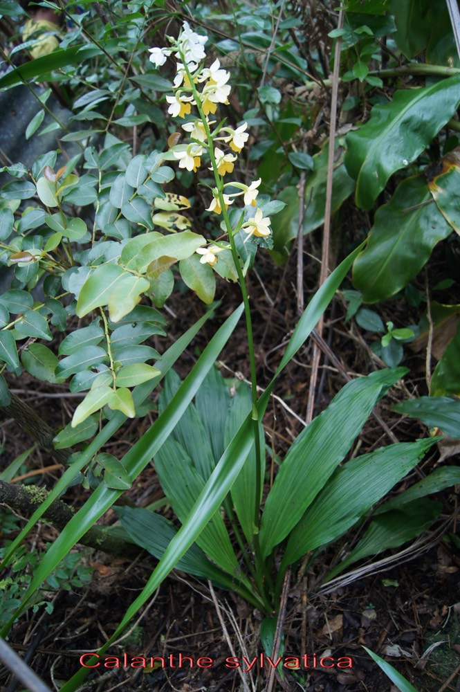 Calanthe sylvatica- Orchidacée - I