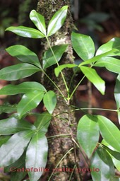 Catafaille patte poule - Melicope obtusifolia- Rutacée - B