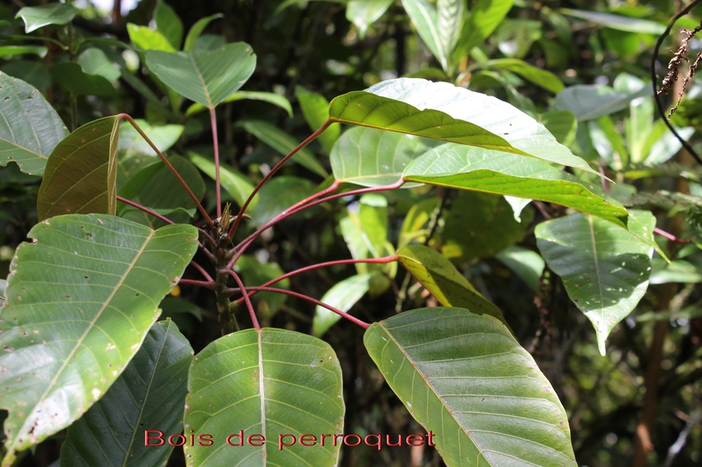 Cordemoya integrifolia - Euphorbiacée - I