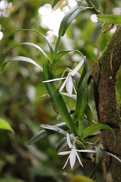Faham - Orchidacée