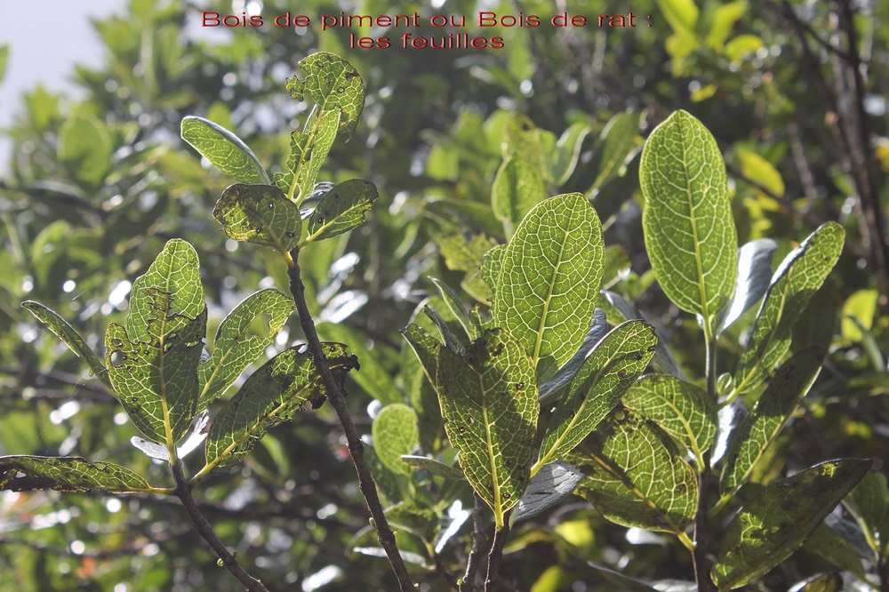 Geniostoma borbonicum- les feuilles