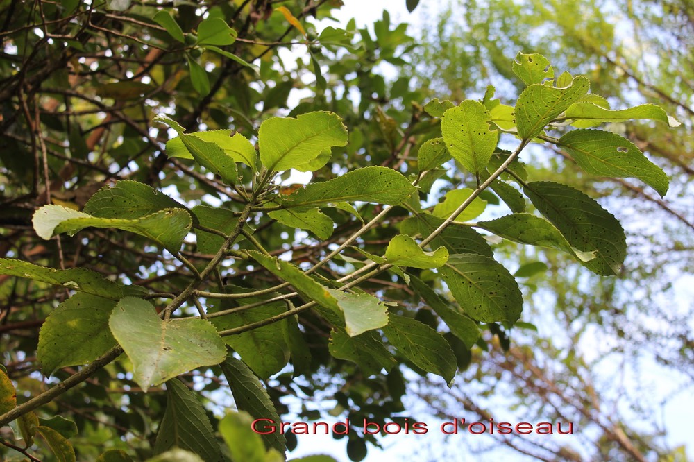 Grand bois d'oiseau- Claoxylon glandulosum - Euphorbiacée - B