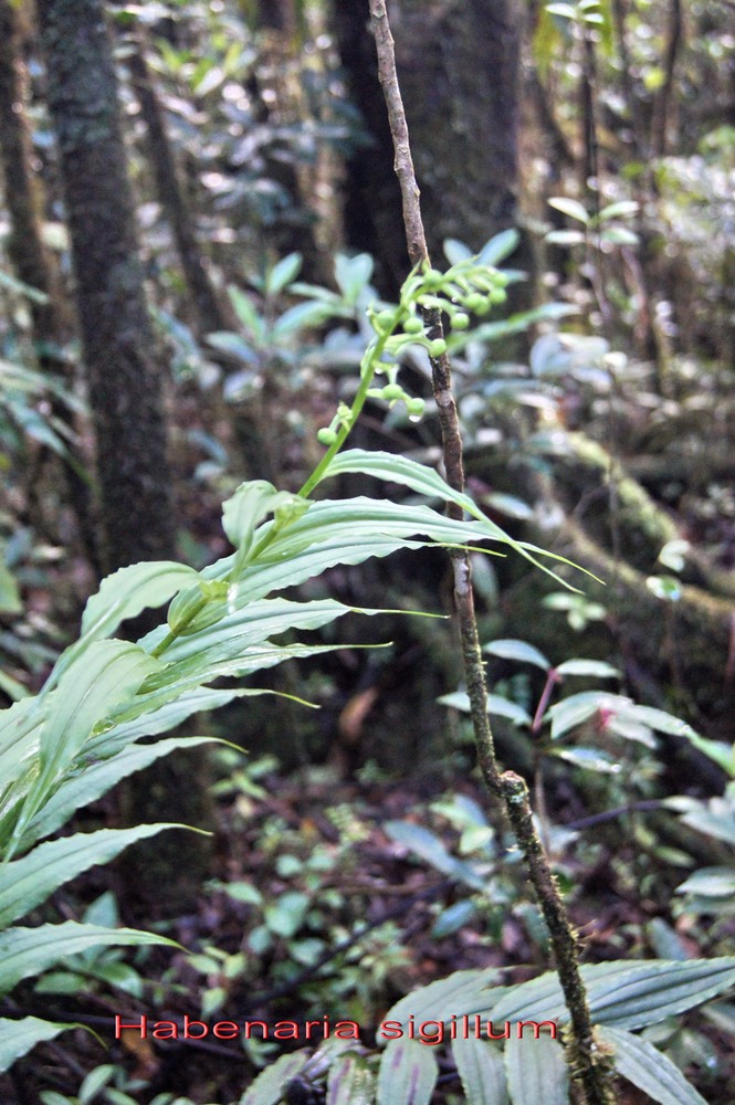 Habenaria sigillum- Orchidacée- I