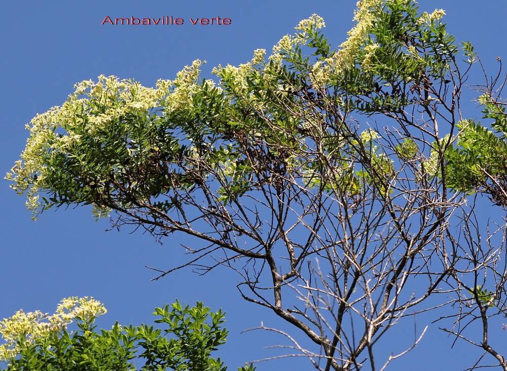 Hubertia ambavilla-Astéracée-BM