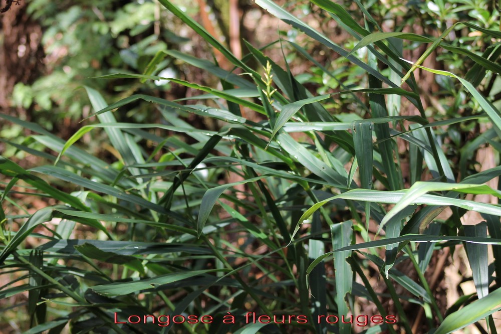 Longose à fleurs rouges- Hedychium coccineum - Zingibéracée - exo