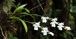 Orchidée muguet - Beclardia macrostachya
