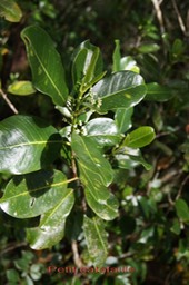 Petit catafaille- Melicope borbornica var borbonica- Rutacée - B