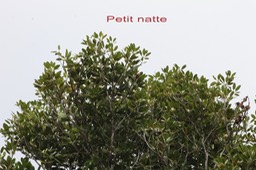 Petit natte- Labourdonnaisia calophylloides- Sapotacée - BM