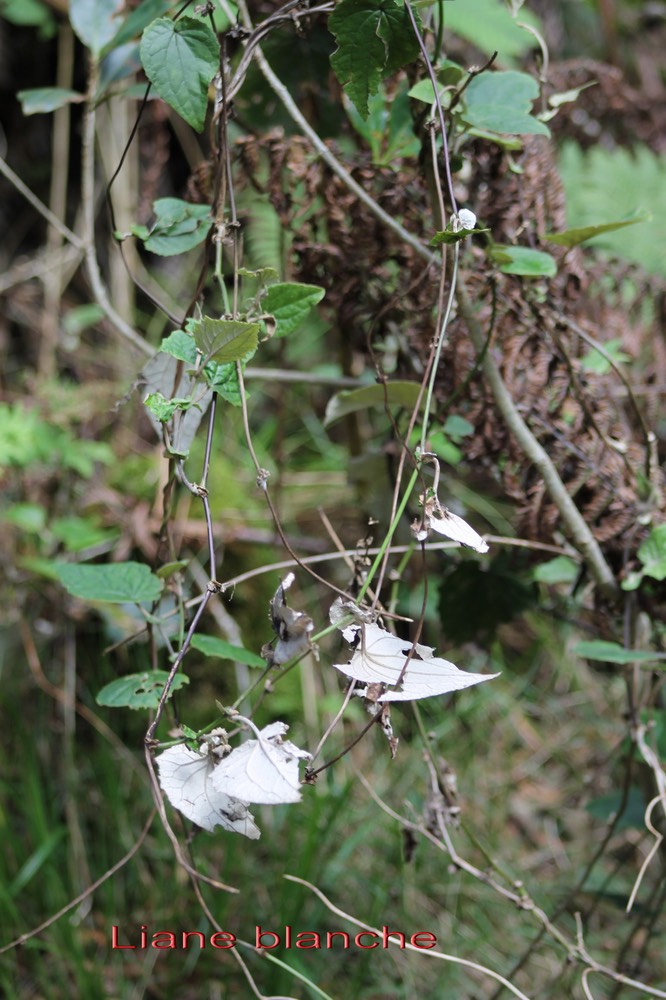 Petite liane blanche - Humbertacalia tomentosa - Astéracée - I