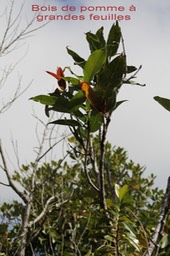 Syzygium cordemoyi - Myrtacée - B