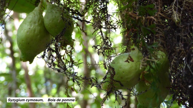 Syzygium cymosum    Bois de pomme 