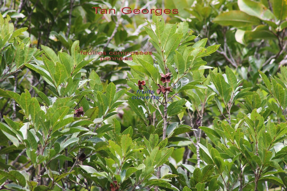 Tan Georges- Molinea alternifolia- Sapindacée - Masc