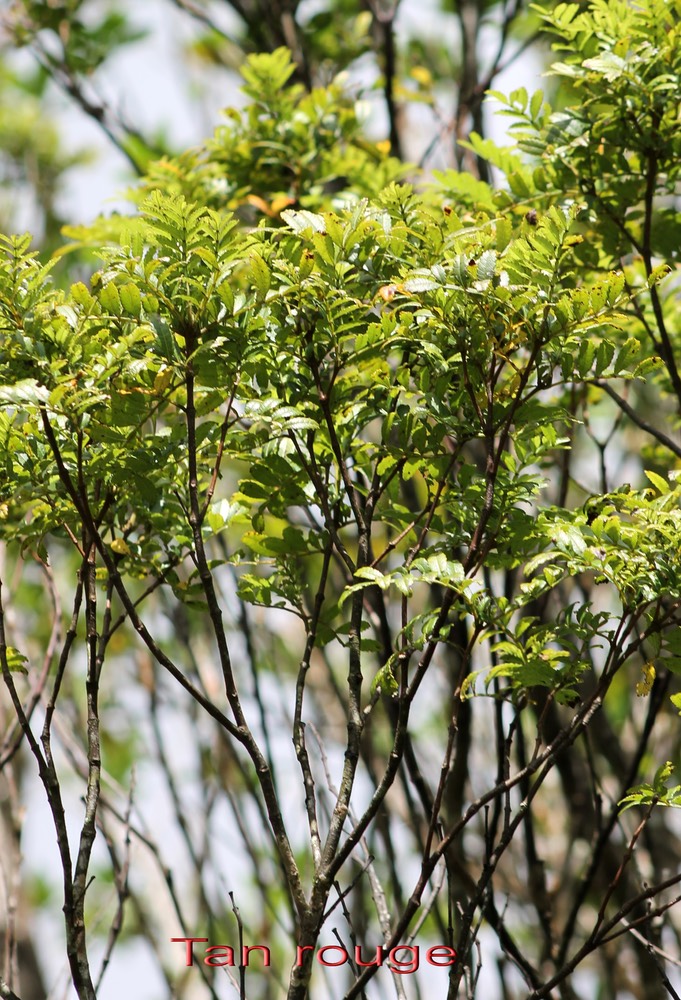 Tan rouge- Weinmannia tinctoria - Cunoniacée - Masc
