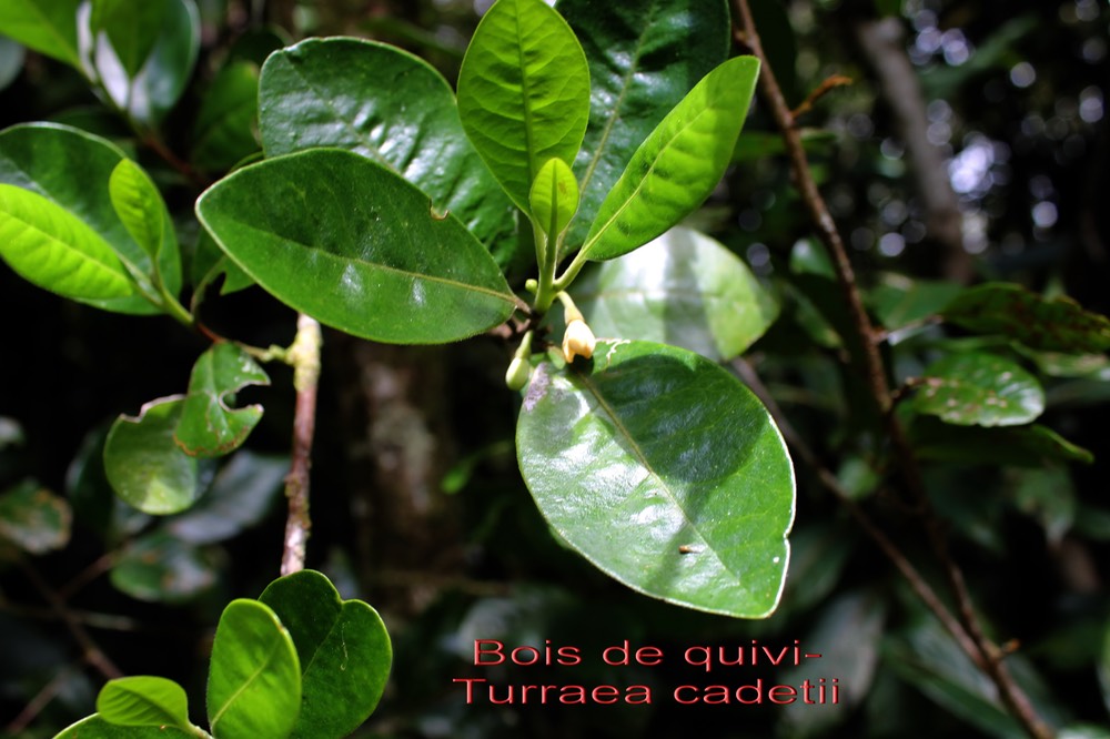 Turraea cadetii - Méliacée - B