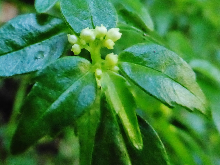 Pilea urticifolia Persil marron URTICACEAE