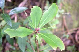 Badula grammisticta Bois de savon Pr imulaceae Endémique La Réunion