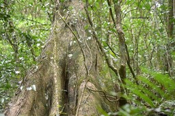 Ficus densifolia Gd Affouche Mora ceae Endémique Mascareignes