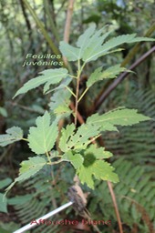 Affouche blanc ou  Figuierr blanc - Ficus laterifolia ou morifolia - Moracée - I