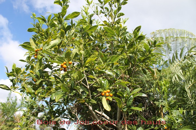 Bois de Joli coeur des hauts - Pittosporum senacia reticulatum - Pittosporacée-B