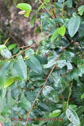 Bois de Négresse - Phyllanthus phyllireifolius - Phyllanthacée -B
