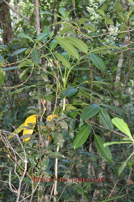 Bois de papaye- Polyscias sp - Araliacée - B