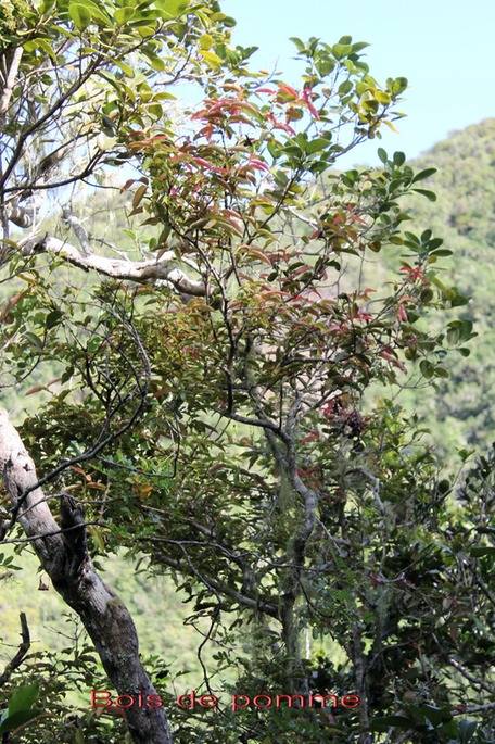 Bois de pomme - Syzygium cymosum - Myrtacée - B