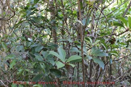 Bois de savon - Badula barthesia -Primulacée - B