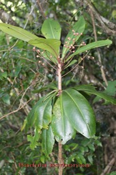 Bois de savon - Badula borbonica - Primulacée ex Myrsinacée - B