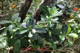 Bois d'oiseau - Claoxylon sp  - Euphorbiacée - B