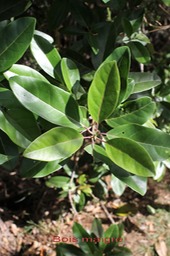 Bois maigre - Nuxia verticillata -Stilbacée - Masc