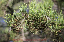 Branle vert - Erica reunionnensis - Ericacée - B