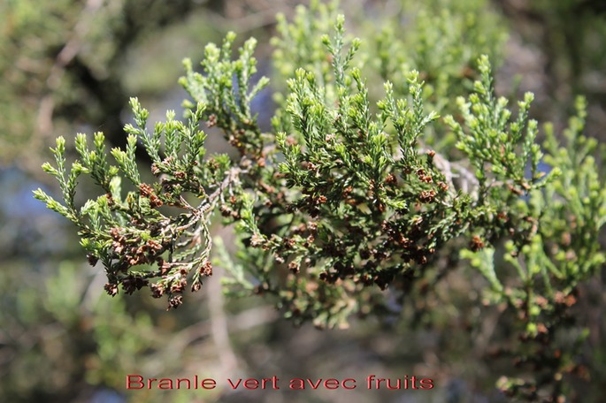 Branle vert - Erica reunionnensis - Ericacée - B