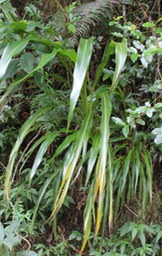 Canne marron - Cordyline mauritiana - Laxmanniacée - Masc