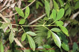Catafaille patte poule - Melicope obtusifolia - Rutacée - B
