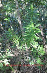 Chasse vieillesse - Faujasia salicifolia - Astéracée - B