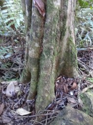 DSC04612 Eugenia buxifolia Bois de  nèfles petites feuilles Tronc