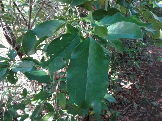DSC04648 1 Geniostoma borbonicum Bois de piment