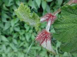 DSC04704 2  Rubus alceifolius Vigne marronne Stipules