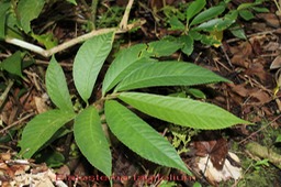 Elatostema fagifolium - Urticacée - Masc