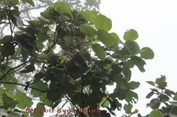 Mapou - Monimia rotundifolia - Monimiacée - B