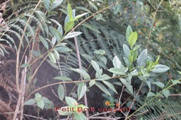 Petit Bois cassant - Spathura borbonica -Rubiacée- B