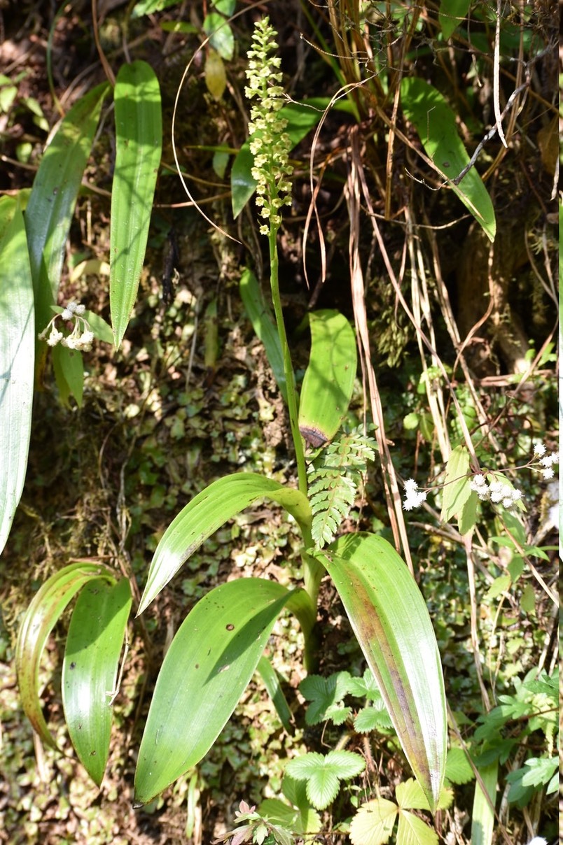 Benthamia latifolia - ORCHIDACEAE - Endémique Réunion, Maurice